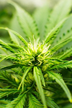 Kapı kenevir büyümeye. Tıbbi indica Cbd. yasal esrar ekimi içinde belgili tanımlık ev ile. Esrar çiçeklenme başında. Dikey Insta resim.