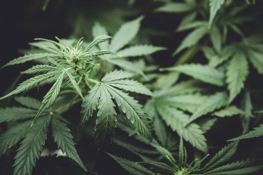 Kapı kenevir büyümeye. Tıbbi indica Cbd. Genç esrar bitki ile. Esrar çiçeklenme başında. Yasal esrar ekimi içinde belgili tanımlık ev. Kuzey ışık zorlanma. Yaprakların yeşil arka plan.