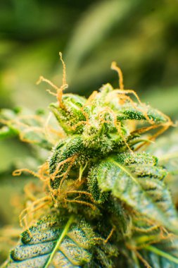 Cbd. makro ile tıbbi indica esrar tomurcuğu vurdu. Yeşil renkli çiçek. Trichomes esrar çiçek Cbd. genç ve Thc kenevir bitki ile.