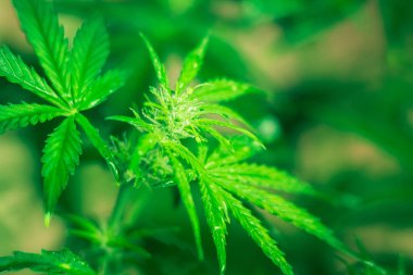 Kapalı ekimi büyüyen. Ot dikim. Yeşil arka plan. Esrar ve bitkiler kapatın. Tıbbi esrar ve marihuana yasallaştırma. Esrar çiçekler. Marihuana yaprağı.