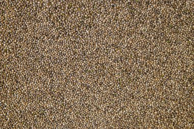 Kenevir tohumu arka planda makro. Üstten görünüm. Birçok kenevir tohumu. Makro ayrıntı esrar tohumu. Organik kenevir tohumu.