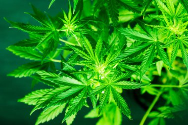 Esrar bırakır. Esrar ve bitkiler kapatın. Yeşil arka plan. Esrar çiçekler. Kapalı ekimi büyüyen. Ot dikim. Üstten görünüm. Tıbbi esrar ve marihuana yasallaştırma.