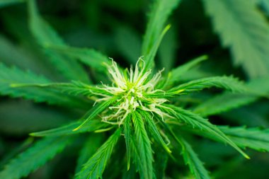 Yasal esrar ekimi içinde belgili tanımlık ev. Tıbbi indica Cbd ile. Kapı kenevir büyümeye. Genç esrar bitki. Esrar çiçeklenme başında. Yaprakların yeşil arka plan.