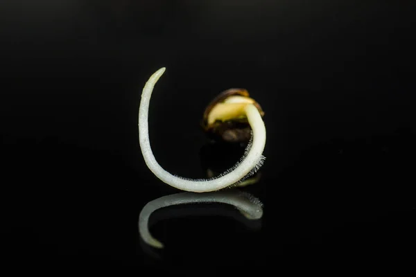 Sementes de cultivo de foto macro. sementes de cannabis cultivadas. Sementes de cannabis germinadas. Raiz em um fundo preto — Fotografia de Stock