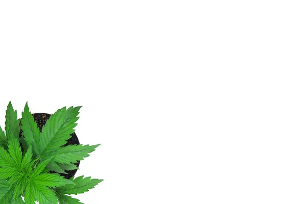 Cannabis på en vit bakgrund isolera. Kopiera utrymme. Inomhus odling. Vegetationsperioden. Cannabisplantan växer. Vacker bakgrund. Marijuana bladen. Ovanifrån. — Stockfoto