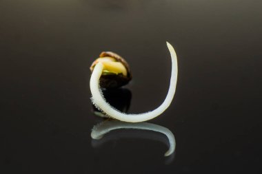 Vurgulama kenevir. Makro fotoğraf ekimi tohumları. Kenevir tohumu ekili. Germinated kenevir tohumu. 
