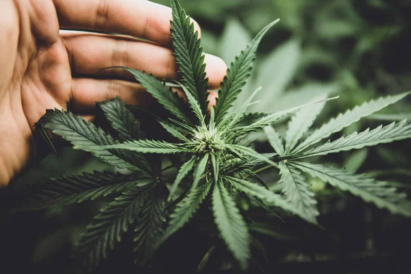 Laglig Marijuana odling i hemmet. Unga cannabisplantan. Läkemedel indica med Cbd. Odla hampa i dörren. Cannabis i början av blomningen. lynnig färg — Stockfoto