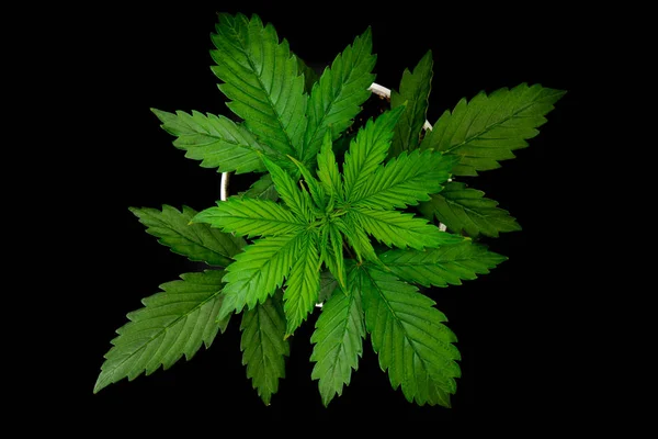 Inomhus odling. Vegetationsperioden. Cannabisplantan växer. Vacker bakgrund. Marijuana bladen. Ovanifrån. Cannabis på en svart bakgrund isolera. — Stockfoto