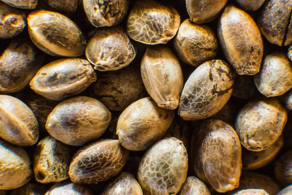 Veel wietzaden. Macro detail van marihuana zaad. Biologische hennepzaad. Bovenaanzicht. Hennep zaden achtergrond in macro. — Stockfoto