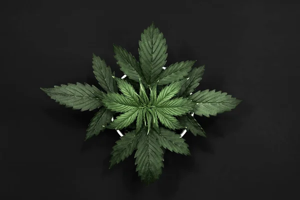 Indoor cultivation. Cannabis Plant Growing. vegetation period. Marijuana leaves. Cannabis on a dark background. Beautiful background. Top view.