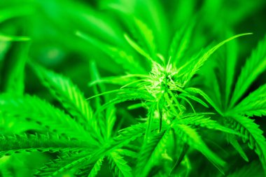 esrar ve bitkiler kapatın. Ot dikim. Yeşil arka plan. Esrar çiçekler. Esrar bırakır. Kapalı ekimi büyüyen. Tıbbi esrar ve marihuana yasallaştırma.