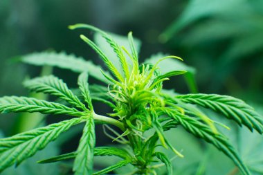 Yasal esrar ekimi içinde belgili tanımlık ev. Kuzey ışık zorlanma. Kapı kenevir büyümeye. Yaprakların yeşil arka plan. Genç esrar bitki. Cbd. esrar çiçeklenme başında şifalı indica.