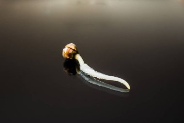 Makro fotoğraf ekimi tohumları. Germinated esrar tohumu. Siyah bir arka plan üzerinde kök. Kenevir tohumu filizlenme. Kenevir tohumu ekili. yakın çekim makro.
