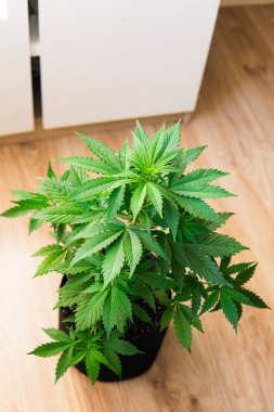 Kapalı büyüyen Kenevir kenevir çiçek. Ev kenevir büyümeye işlemi. Esrar dikim. iş. Yasal eğlence esrar büyümek.