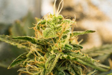 Trichomes Thc ve Cbd. Genç esrar esrar çiçek bitki. Tıbbi indica çiçek Cbd. yeşil arka plan ile. Esrar bud makro çekim.