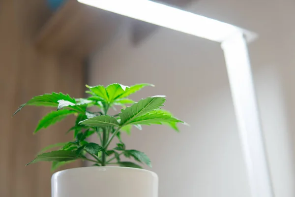 Período vegetativo. Cultivando maconha em casa. Folhas de marijuana. Conceito de cultivo interno de crescimento sob luz artificial. Cannabis Plant Growing. Fechar . — Fotografia de Stock