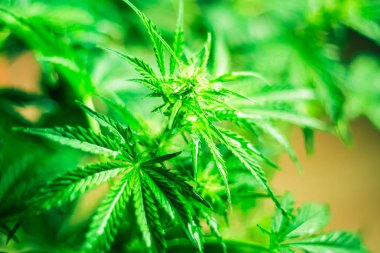 Esrar çiçekler. Esrar ve bitkiler kapatın. Kapalı ekimi büyüyen. Tıbbi esrar ve marihuana yasallaştırma. Esrar bırakır. Ot dikim. Üstten görünüm. Yeşil arka plan.