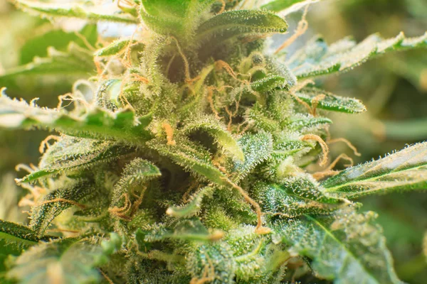 大麻芽のマクロ撮影。マリファナ Thc と Cbd。 若者の大麻植物と花の毛。花の Cbd。 グリーンの背景を持つ薬用インディカ. — ストック写真