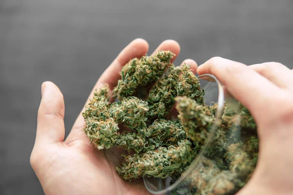 Kottar av cannabis blommor av cannabis marijuana weed — Stockfoto