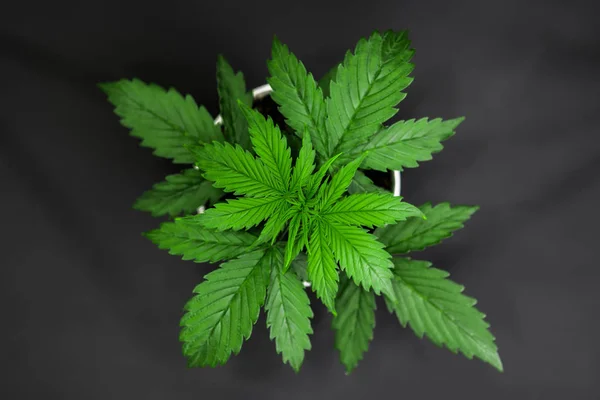 Vegetationsperioden. Cannabisplantan växer. Vacker bakgrund. Cannabis på en svart bakgrund isolera. Marijuana bladen. Ovanifrån. Inomhus odling. — Stockfoto