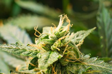 Makro çekim esrar bud. Yeşil renkli çiçek. Trichomes Thc ve Cbd. Genç esrar esrar çiçek bitki. Cbd ile tıbbi indica.