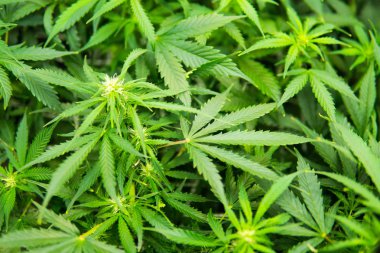 Tıbbi indica Cbd. Genç esrar bitki ile. Esrar çiçeklenme başında. Kapı kenevir büyümeye. Yasal esrar ekimi içinde belgili tanımlık ev. Yaprakların yeşil arka plan.
