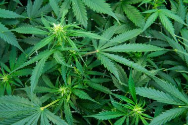 Kapı kenevir büyümeye. Yaprakların yeşil arka plan. Genç esrar bitki. Tıbbi indica Cbd. yasal esrar ekimi içinde belgili tanımlık ev ile. Esrar çiçeklenme başında.