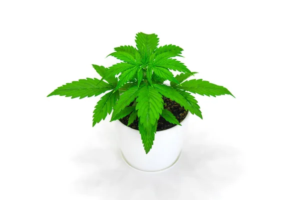大麻植物生长。美丽的背景。大麻在白色背景隔离。大麻叶。闭上你的嘴室内种植。植被期. — 图库照片