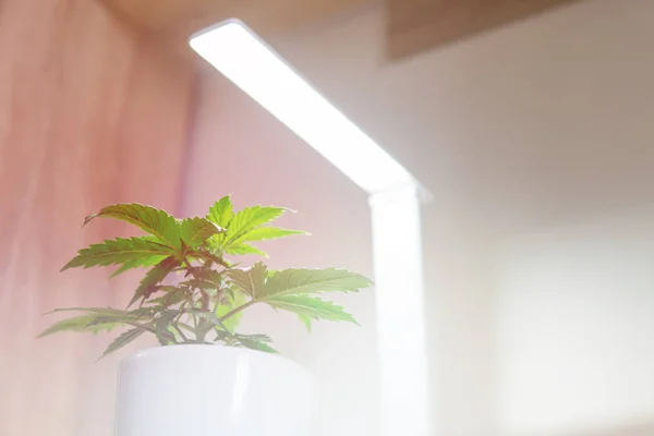 Indoor cultivation concept of growing under artificial light. Growing marijuana at home. Marijuana leaves. Close up. Cannabis Plant Growing. Vegetation period.