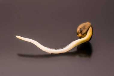 Germinated esrar tohumu. Siyah bir arka plan üzerinde kök. yakın çekim makro. Kenevir tohumu satışı. Vurgulama kenevir. Makro fotoğraf ekimi tohumları. Kenevir tohumu filizlenme. Kenevir tohumu.