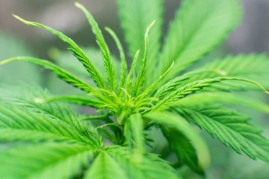 Kapalı büyüyen esrar çiçek. Makro vurdu. Esrar iş. Ev Grow yasal eğlence kenevir. Esrar dikim. Esrar büyümek işlemi.