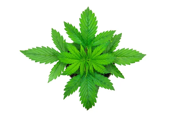 Cannabis Plant Growing. Vegetation period. Marijuana leaves. Cannabis on a white background. Beautiful background. Top view. Indoor cultivation. — Stock Photo, Image