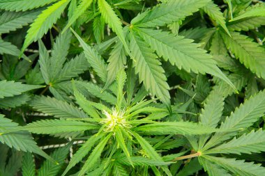 Kapı kenevir büyümeye. Yaprakların yeşil arka plan. Genç esrar bitki. Tıbbi indica Cbd. yasal esrar ekimi içinde belgili tanımlık ev ile. Esrar çiçeklenme başında.