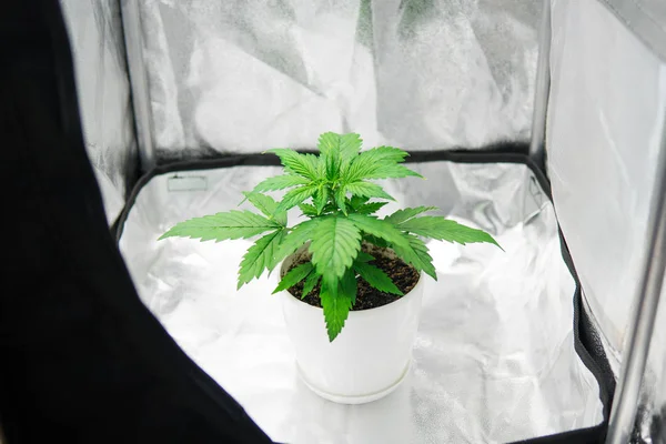 Close up. Marijuana in grow box  tent . Growing marijuana at home Indoor. Vegetation of Cannabis Growing. cultivation growing under led light.