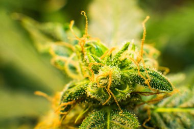 Trichomes esrar çiçek Thc ve Cbd. tıbbi indica Cbd. makro ile esrar tomurcuğu vurdu. Yeşil renkli çiçek. Genç esrar bitki.