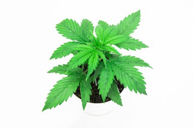 Beyaz bir arka plan üzerinde esrar yalıtmak. Büyüyen esrar bitki. Güzel arka plan. Esrar bırakır. Yakın çekim. Kapalı ekimi. Bitki örtüsü dönemi.