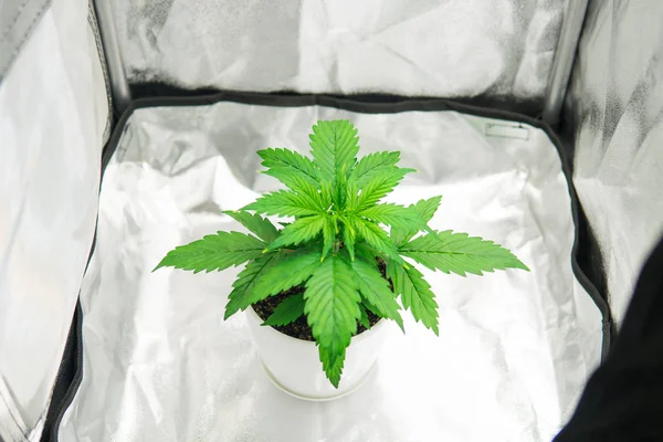Cultivation growing under led light. Cannabis Plant Growing. Marijuana in grow box  tent. Close up. Growing marijuana at home Indoor. Vegetation of Cannabis Growing.