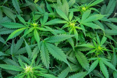 Genç esrar bitki. Kapı kenevir büyümeye. Tıbbi indica Cbd. yasal esrar ekimi içinde belgili tanımlık ev ile. Yaprakların yeşil arka plan. Esrar çiçeklenme başında.