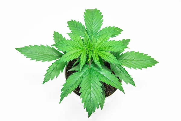 Cannabis su uno sfondo bianco isolato. Coltivazione di Cannabis. Bello sfondo. La marijuana parte. Chiudete. Coltivazione indoor. Periodo vegetativo . — Foto Stock