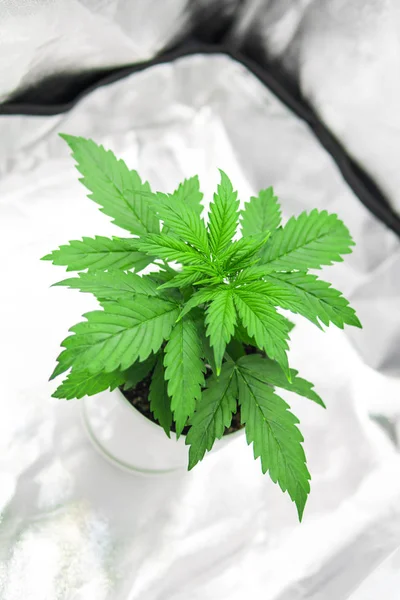 Marijuana i växa box tält. Cannabisplantan växer. Växande marijuana på hem inomhus. Odling växer led under-ljus. Vegetation av Cannabis växande. Ovanifrån. — Stockfoto