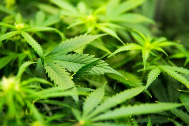 Genç esrar bitki. Yaprakların yeşil arka plan. Esrar çiçeklenme başında. Yasal esrar ekimi içinde belgili tanımlık ev. Kapı kenevir büyümeye. Cbd ile tıbbi indica.