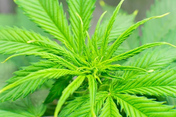 Esrar operasyonu büyümek. Kapalı büyüyen esrar çiçek. Esrar dikim. Ev Grow yasal eğlence kenevir. Makro vurdu. Esrar iş.