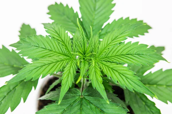 Vegetationsperioden. Cannabisplantan växer. Vacker bakgrund. Marijuana bladen. Inomhus odling. Närbild. Cannabis på en vit bakgrund isolera. — Stockfoto