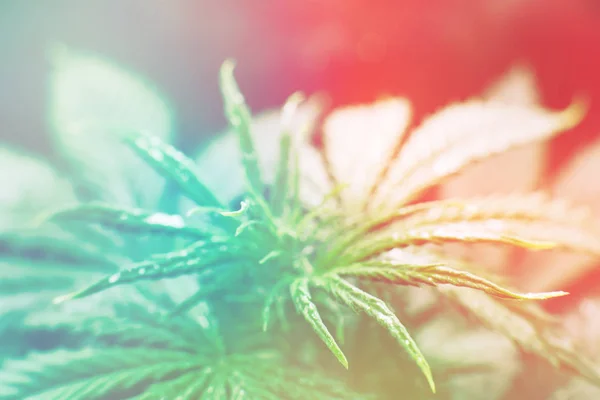 Norra ljus stam. Cannabis blomsterodling inomhus. Plantering av cannabis. Växa rättsliga fritids cannabis. Växa i växa box tält. — Stockfoto