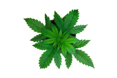 Bitki örtüsü dönemi. Esrar bırakır. Üstten görünüm. Beyaz bir arka plan üzerinde esrar yalıtmak. Kapalı ekimi. Büyüyen esrar bitki. Güzel arka plan.