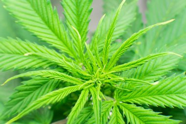 Esrar operasyonu büyümek. Esrar iş. Kapalı büyüyen esrar çiçek. Esrar dikim. Ev Grow yasal eğlence kenevir. Makro çekim.