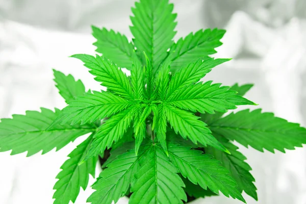 Närbild. Växande marijuana på hem inomhus. Odling växer led under-ljus. Vegetation av Cannabis växande. Marijuana i växa box tält. Cannabisplantan växer. — Stockfoto