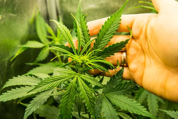 Genç esrar bitki. Esrar çiçeklenme başında. Kuzey ışık zorlanma. Yasal esrar ekimi içinde belgili tanımlık ev. Tıbbi indica yaprakların Cbd. yeşil arka plan ile. Kapı kenevir büyümeye.