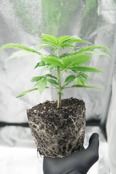 In de handen van de teler, de mooie wortels van de marihuanainstallatie. Cannabis transplantatie. CBD in marihuana. Macro gezonde cannabis wortels. Professionele cannabisteelt groeien. Wortels. — Stockfoto