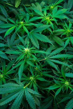 Esrar çiçeklenme başında. Genç esrar bitki. Kapı kenevir büyümeye. Yaprakların yeşil arka plan. Dikey Insta resim.